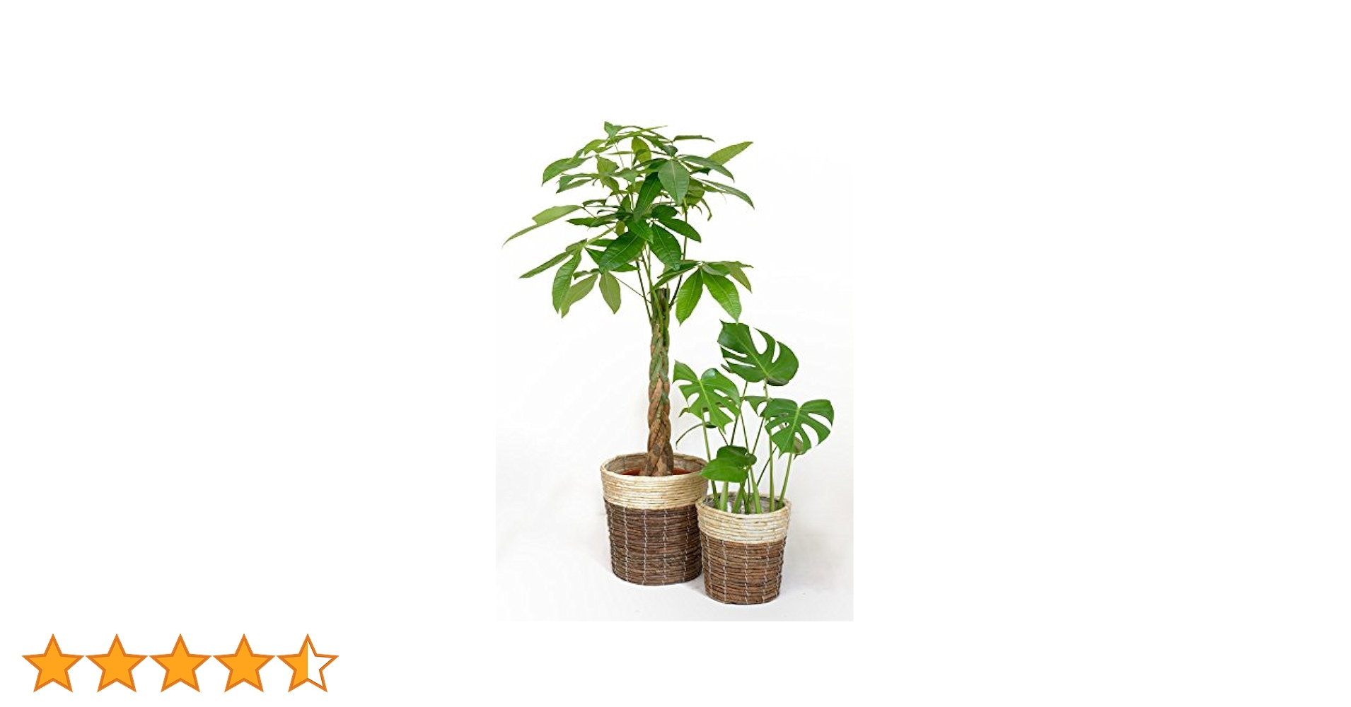その他観葉植物 Shion* 観葉植物 #観葉植物がある暮らし #観葉植物が好き #植物のある